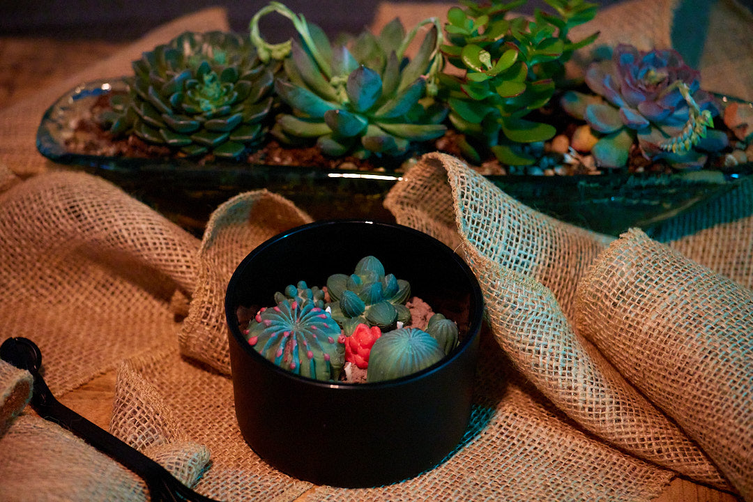 Terrarium